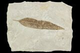 Fossil Leaf (Salix)- Green River Formation, Utah #110388-1